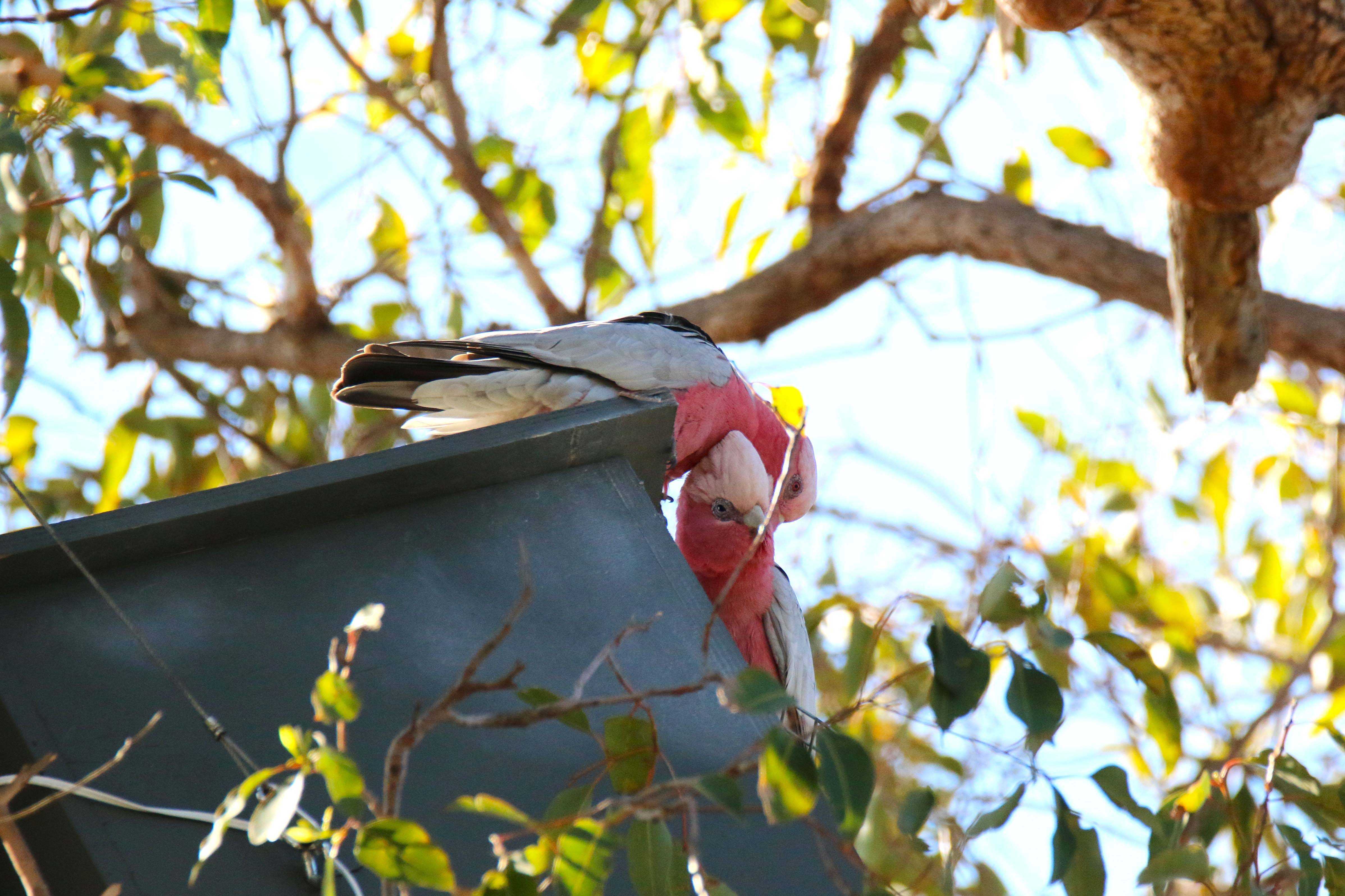 Whiteman Park Fauna Pink and grey galahs on artificial hollow