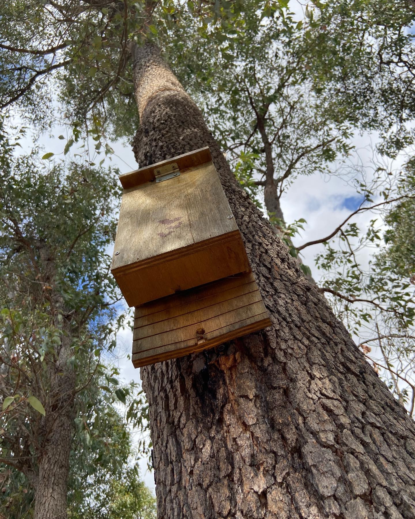 Whiteman Park bat box in tree