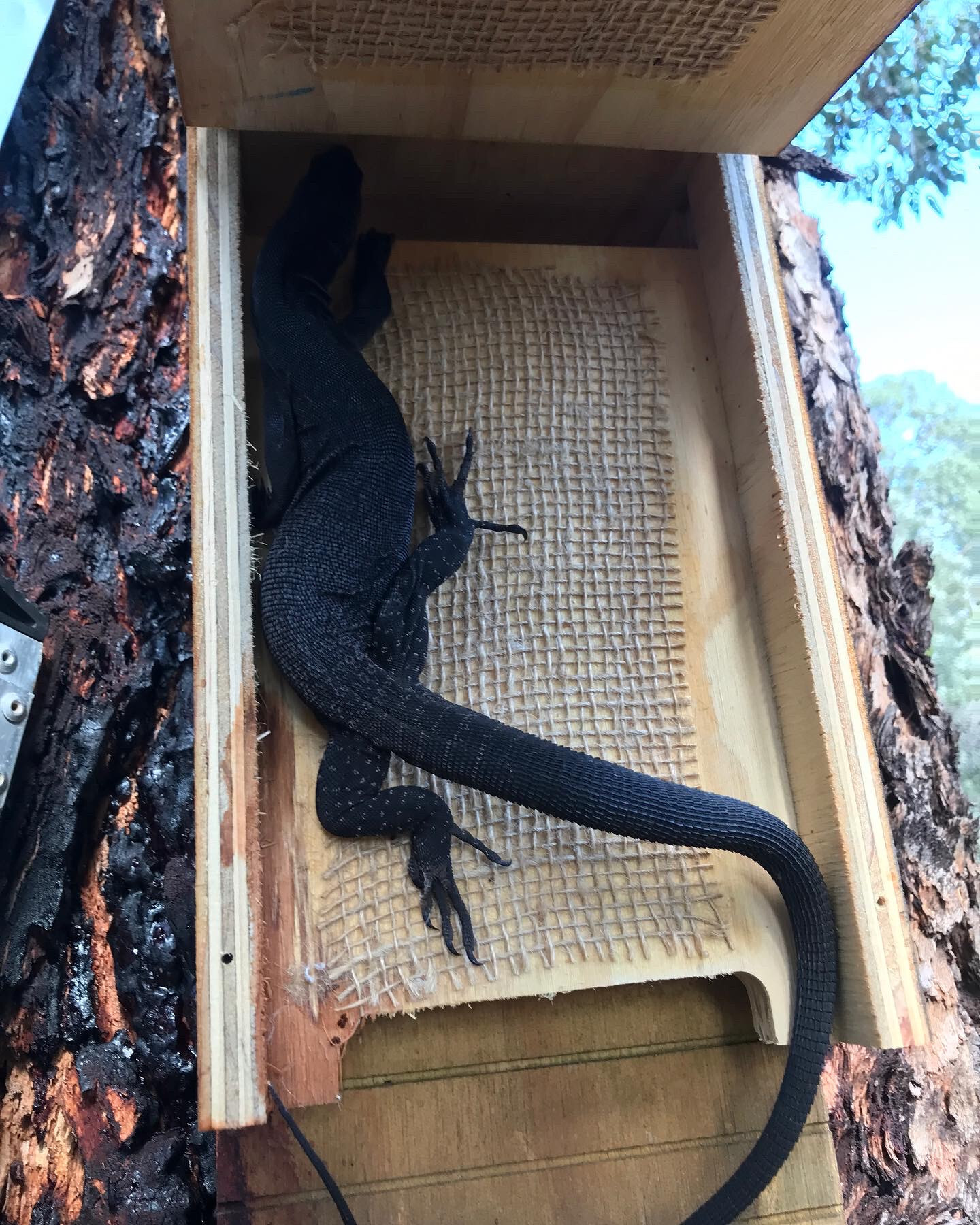 Whiteman Park fauna monitor in nest box