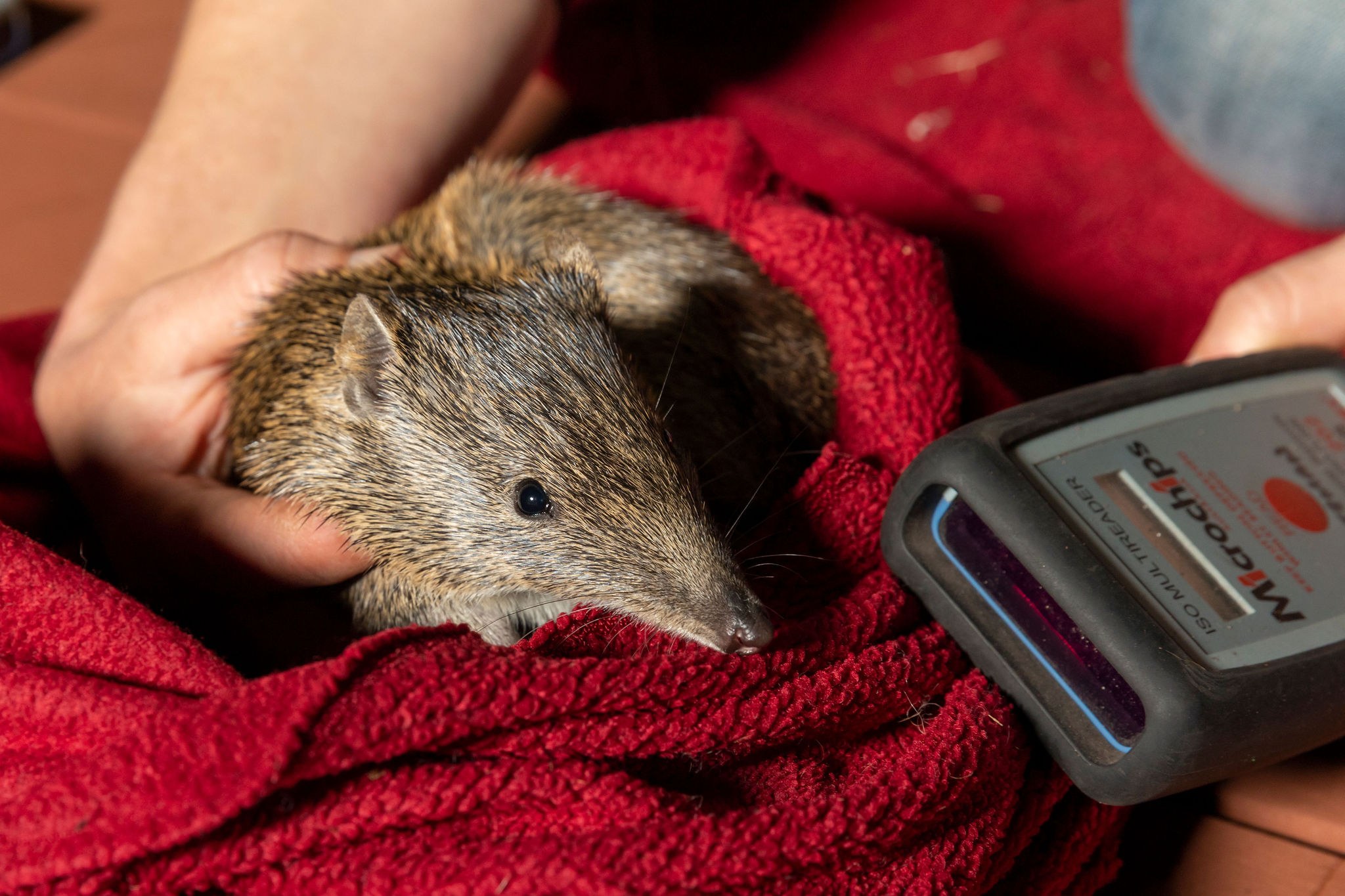 Woodland Reserve WP monitoring detail 13