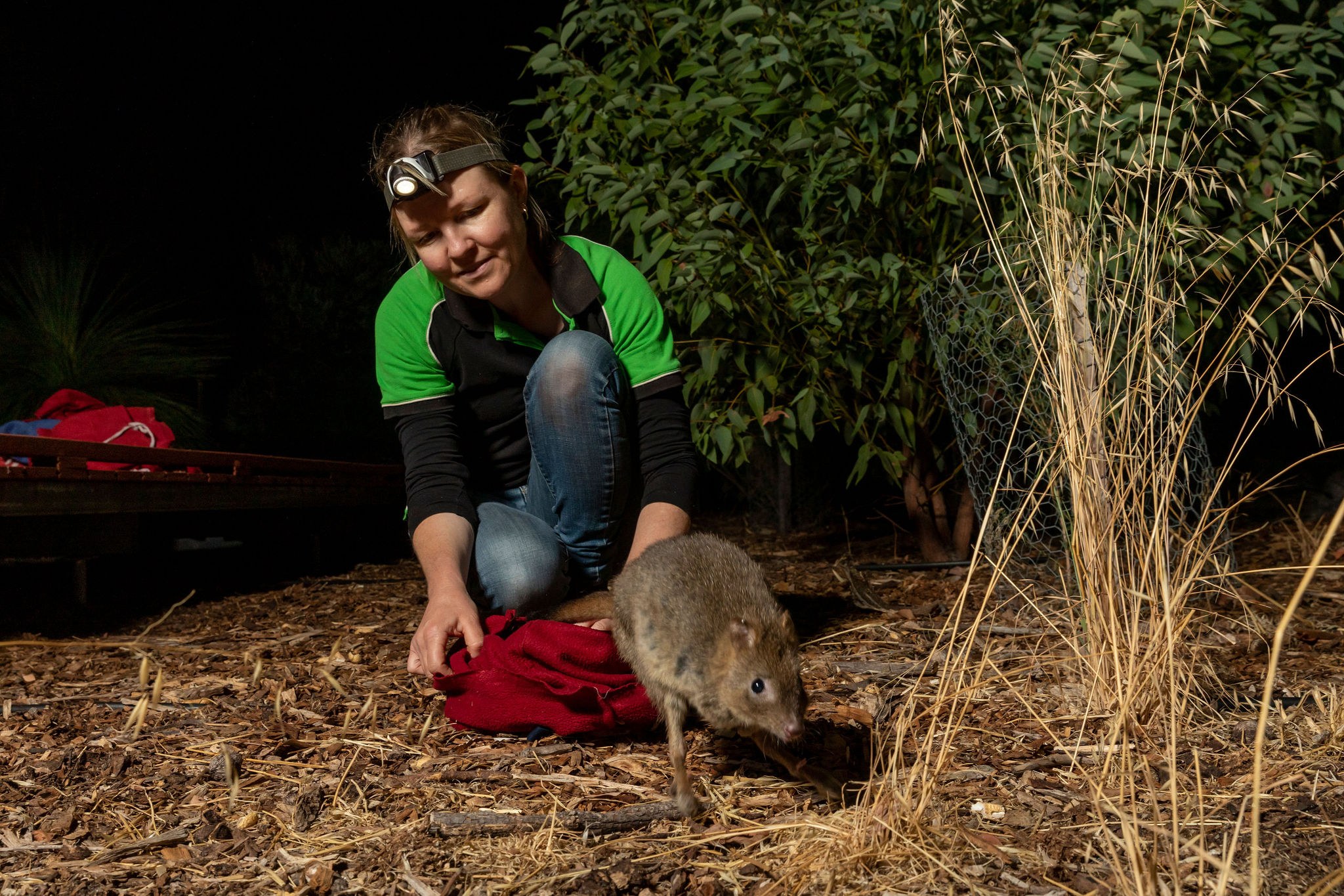 Woodland Reserve WP monitoring release 08
