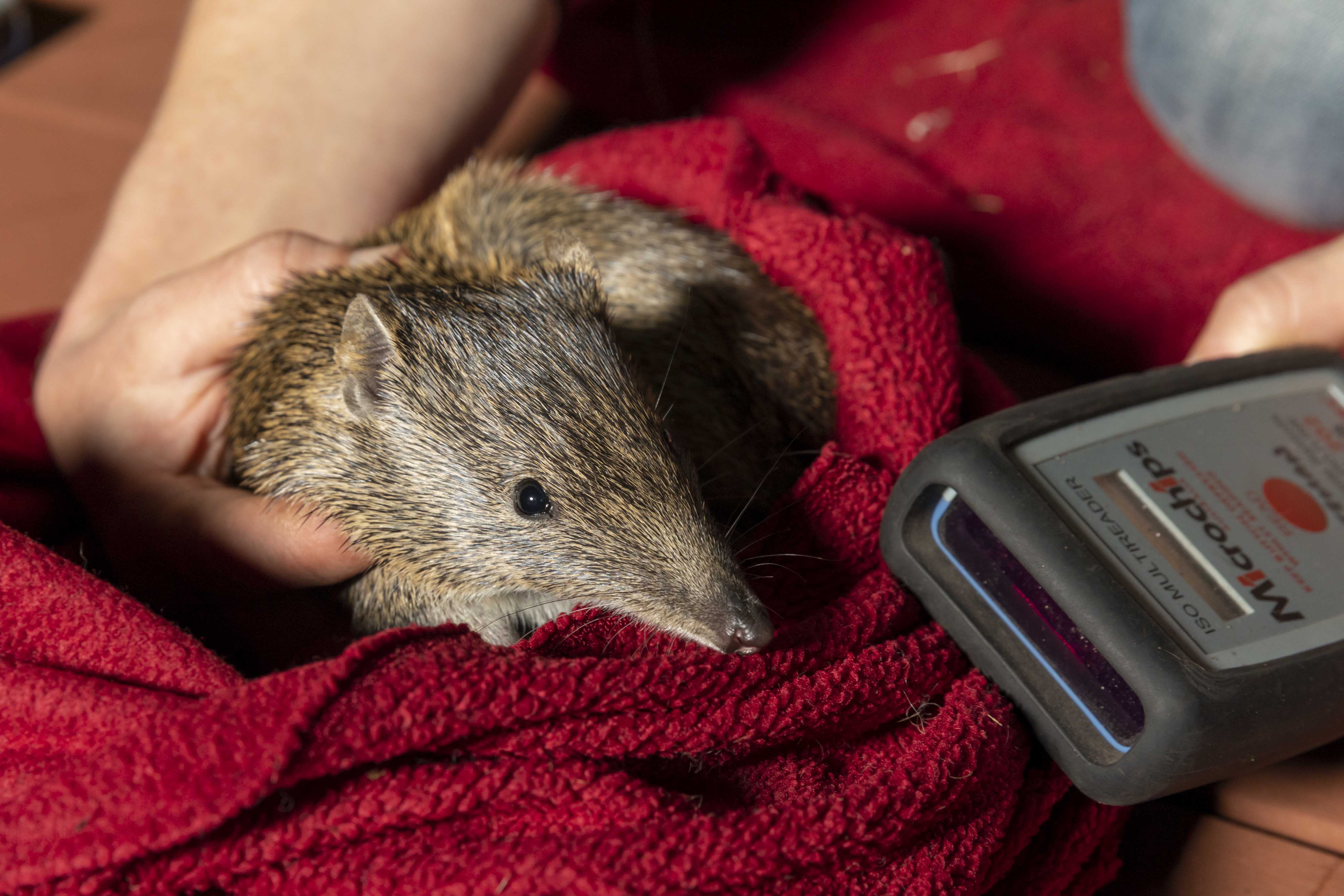 Woodland Reserve fauna monitoring