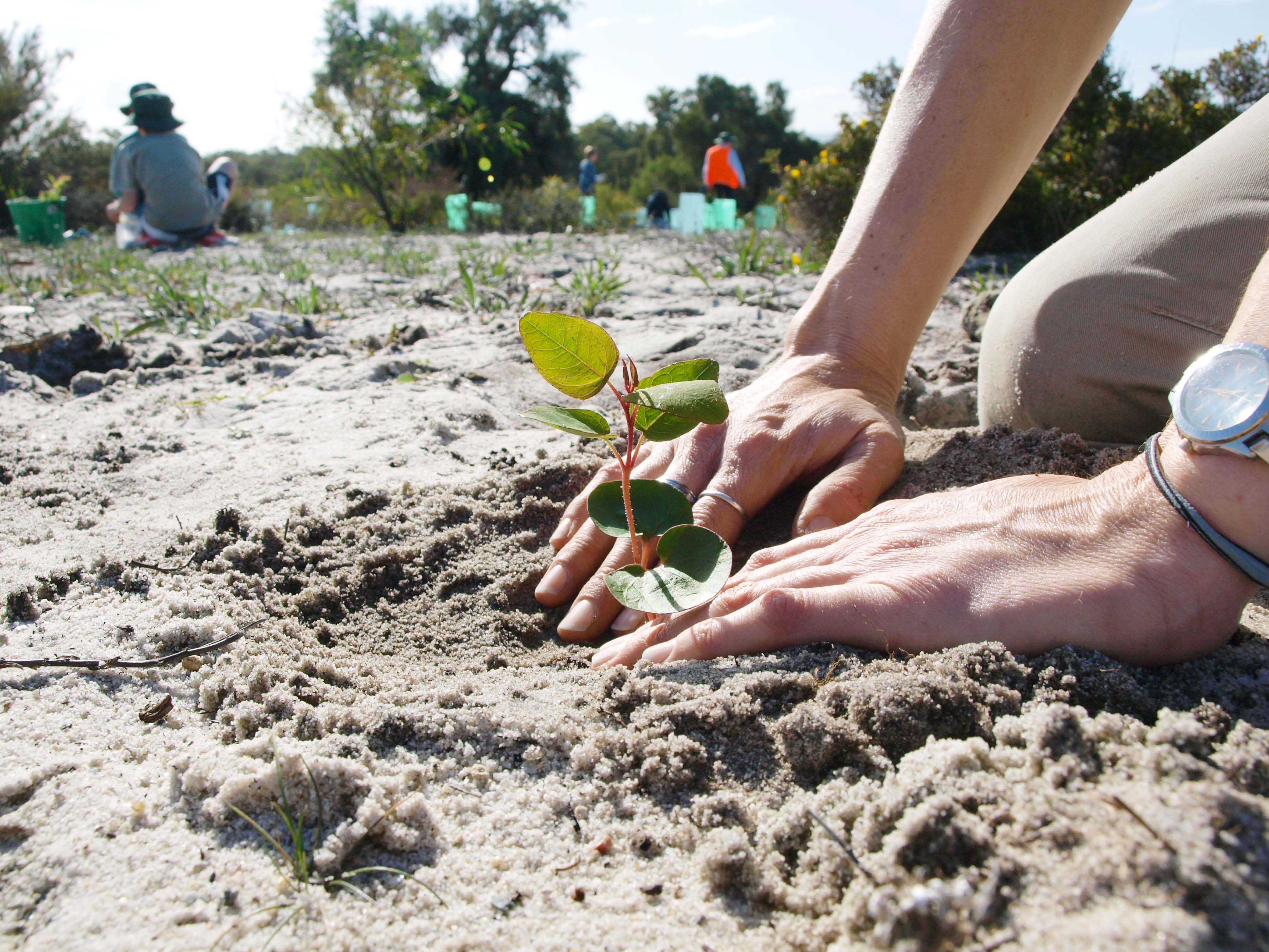 Planting day WEB