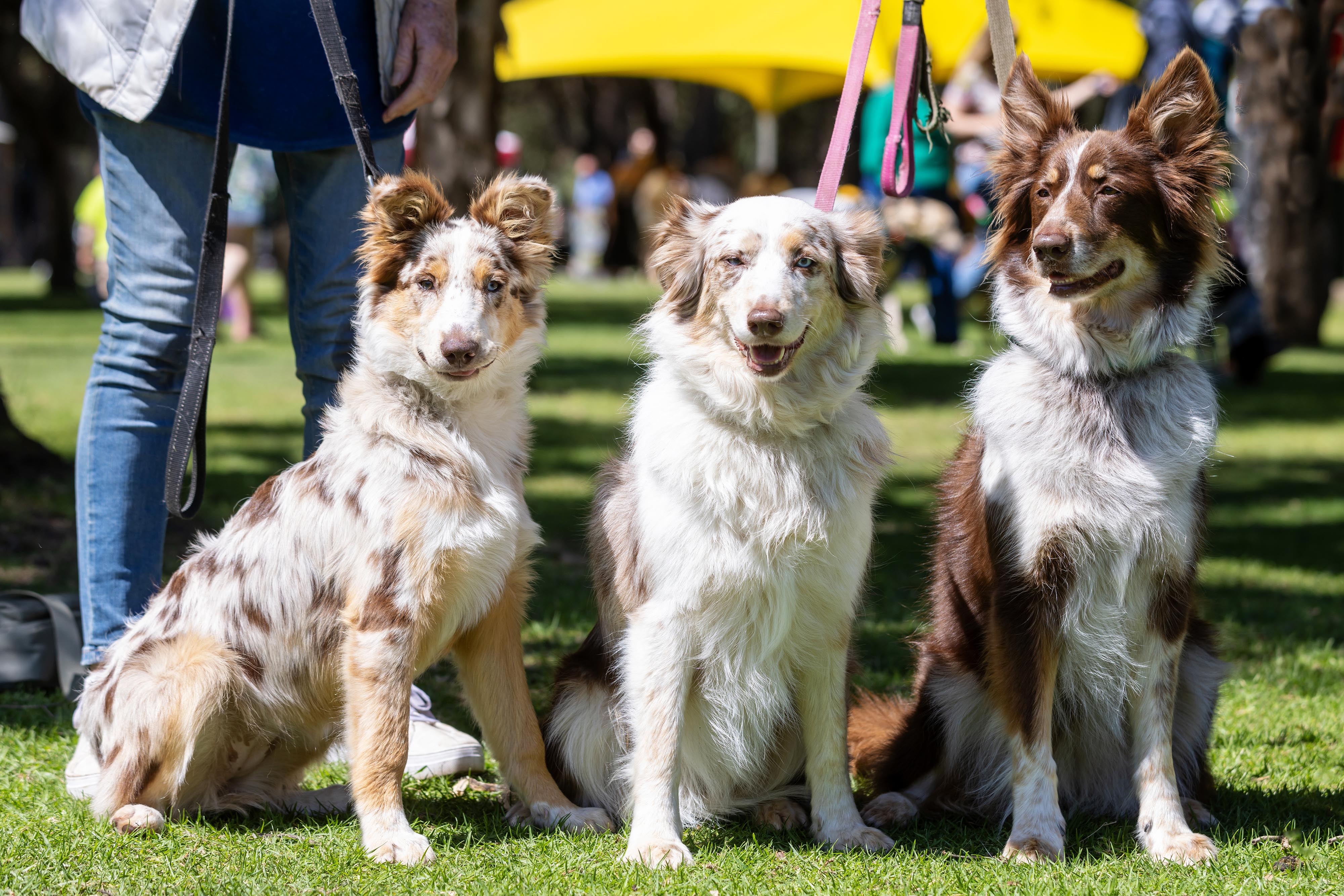 Doggies Day Out 2023 Whiteman Park 25 web