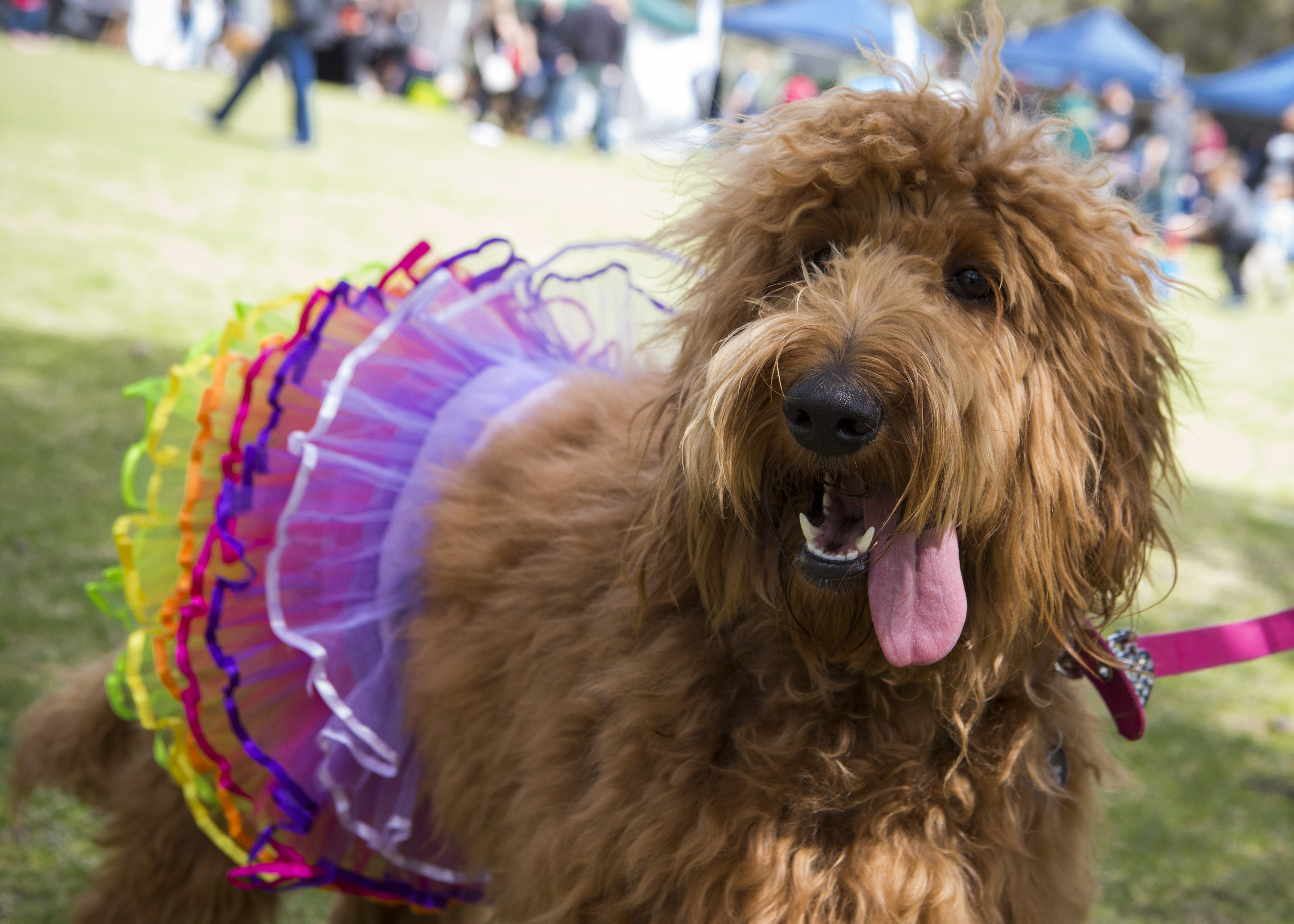 Whiteman Park Doggies Day Out2016 Hi Res 26