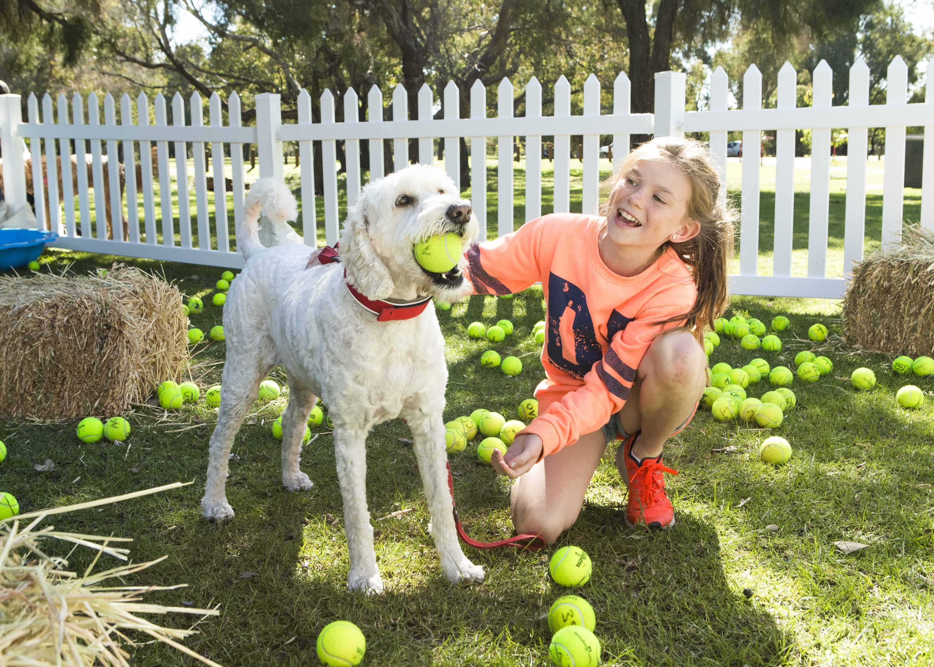 Whiteman Park Doggies Day Out2019 Hi Res 83 web