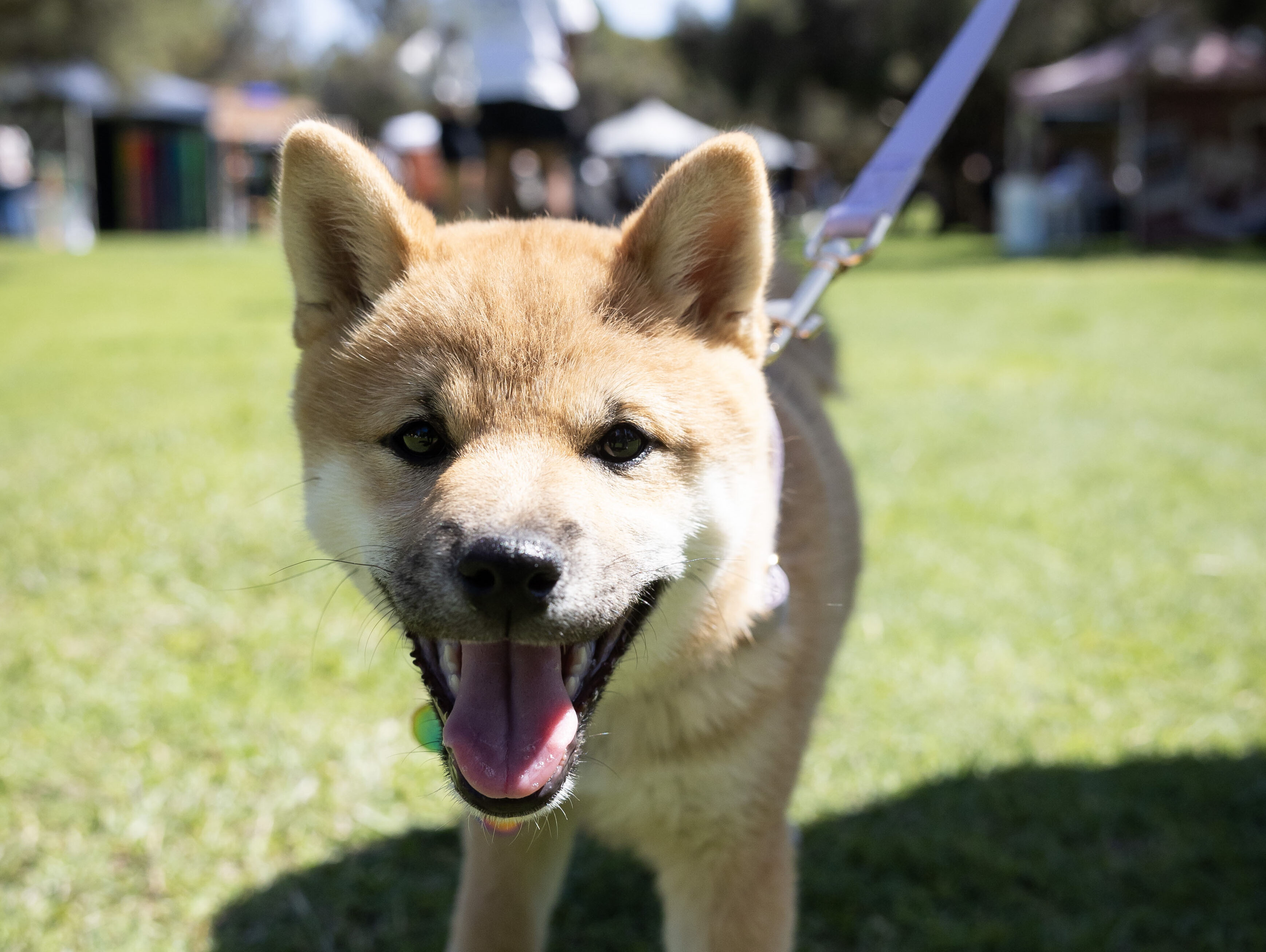 Whiteman Park Doggies Day Out2024 15 web