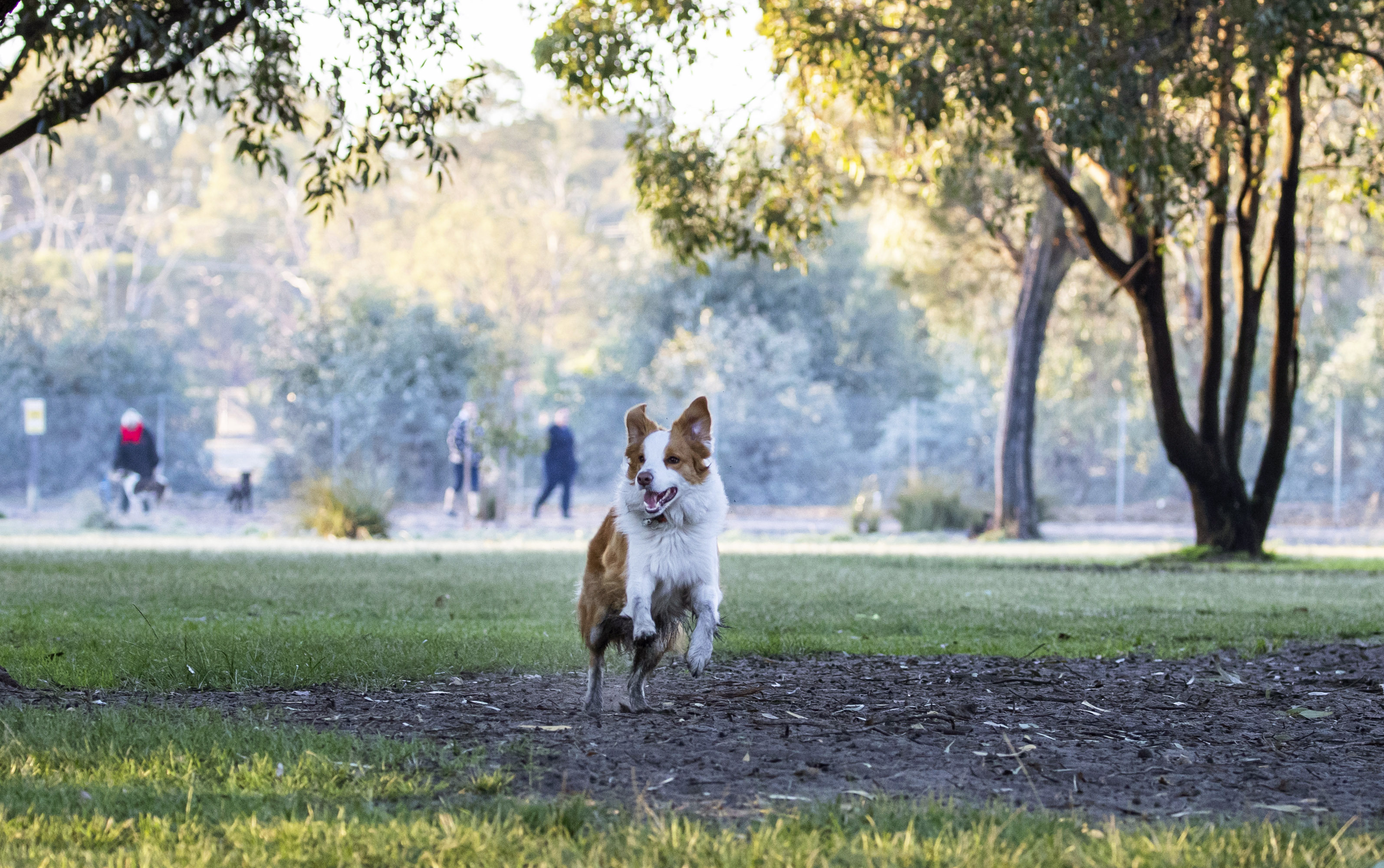 Whiteman33 Dog Park runner