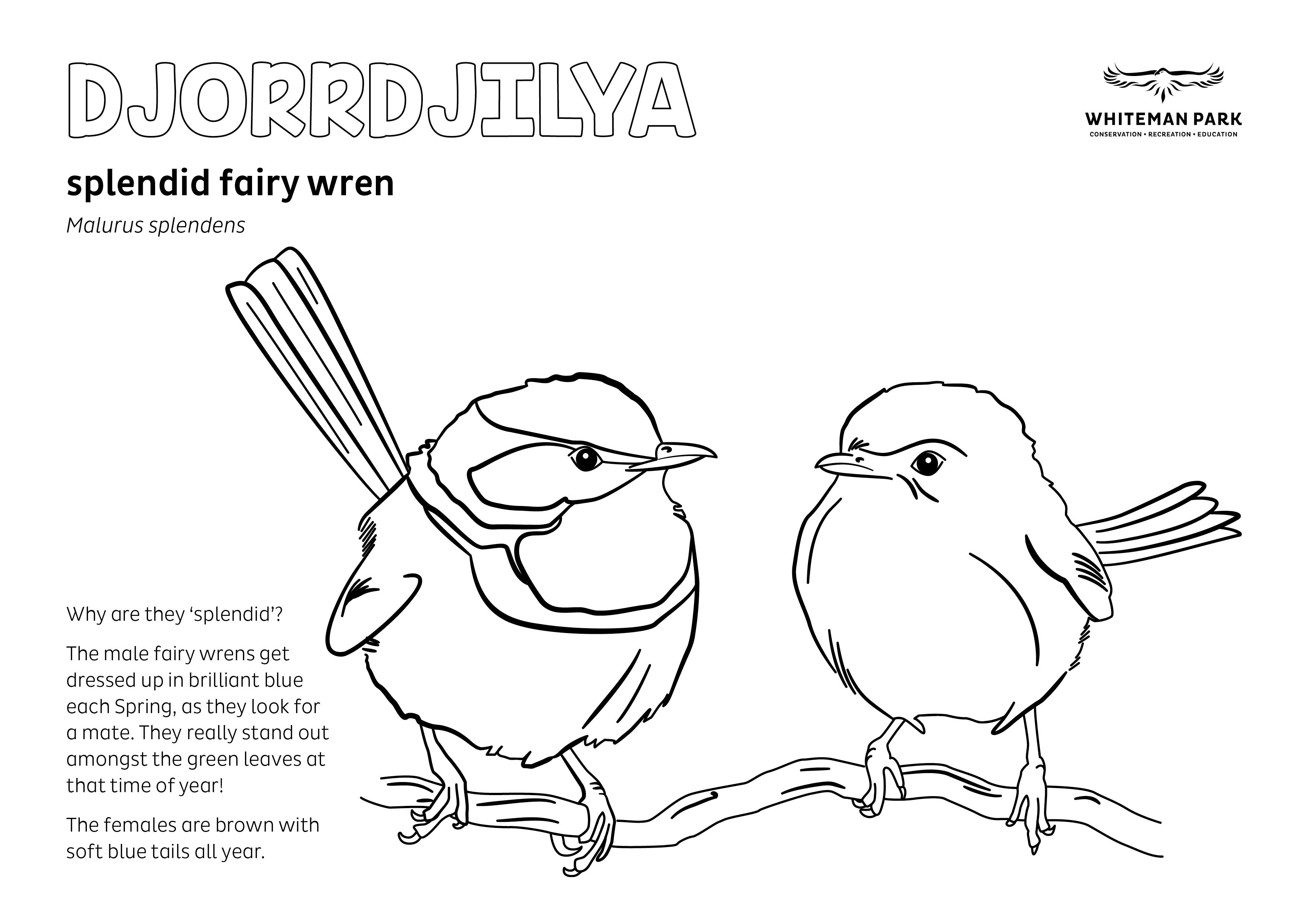 44135 WHIT Whiteman Park Fauna Colouring in Pages FAIRY WREN