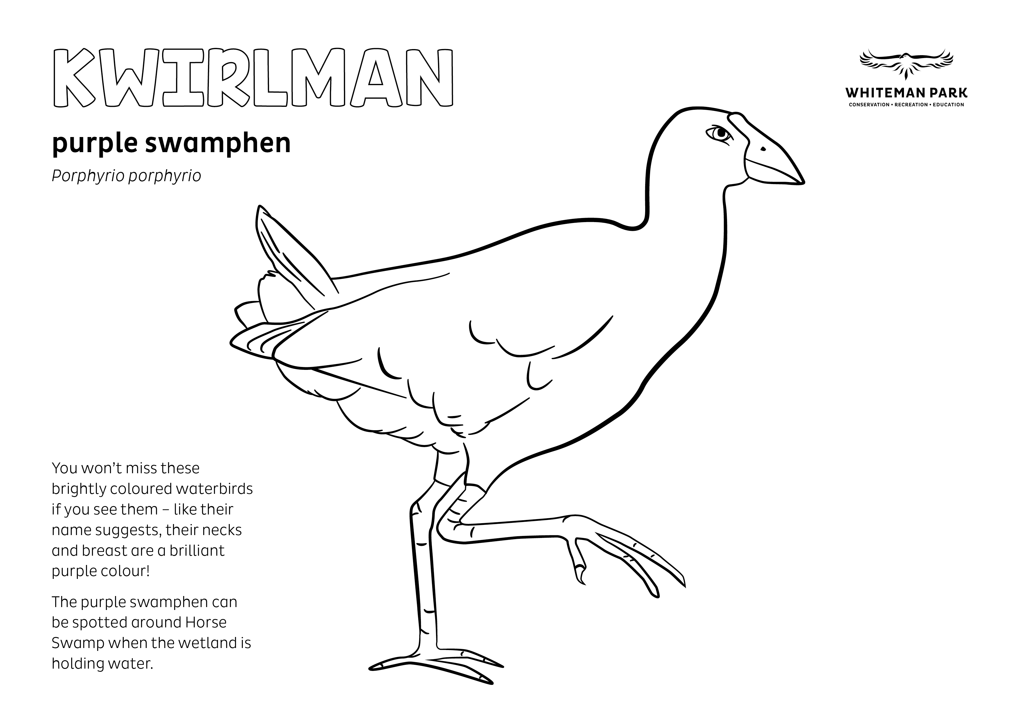 44135 WHIT Whiteman Park Fauna Colouring in Pages PURPLE SWAMPHEN