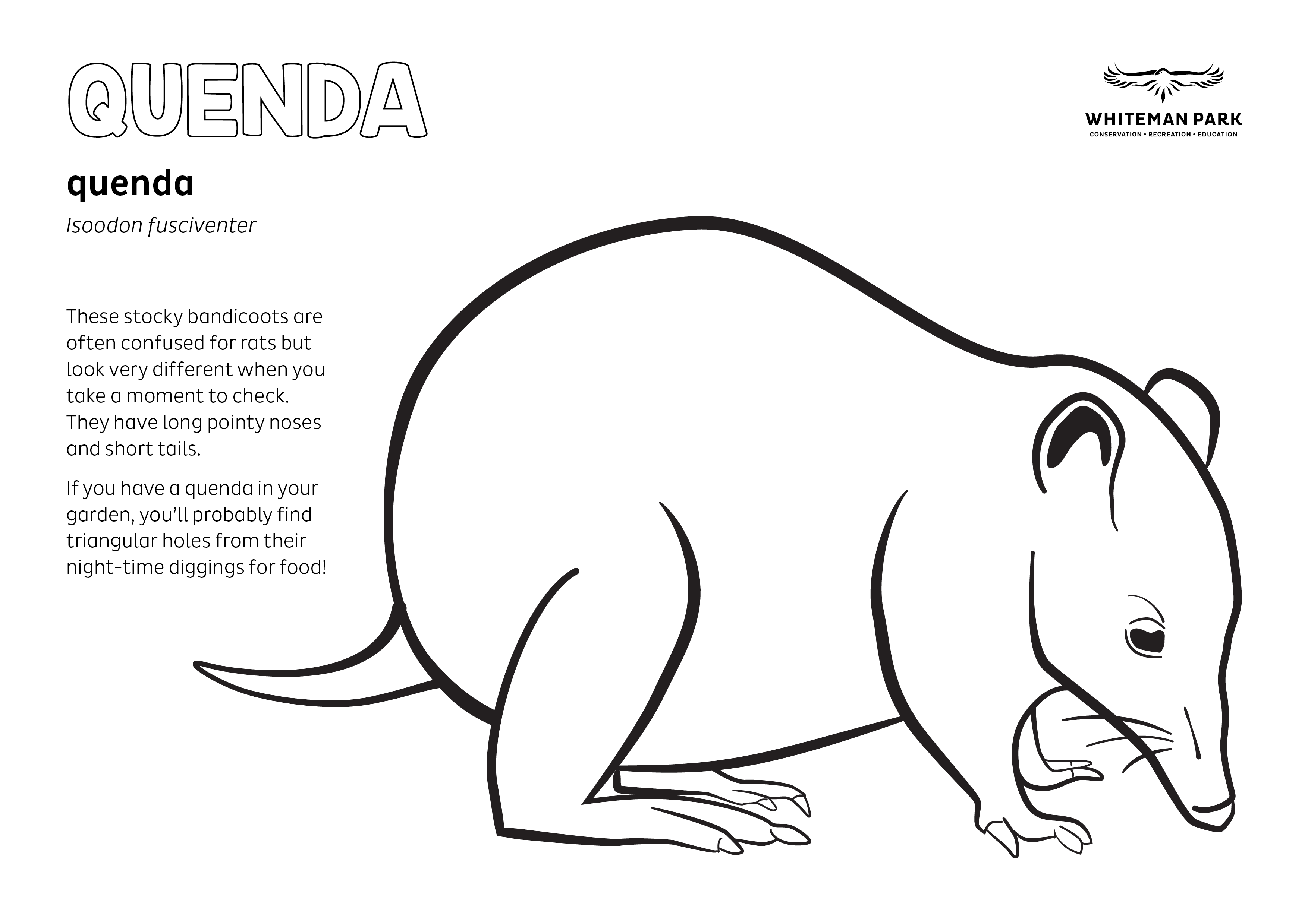 44135 WHIT Whiteman Park Fauna Colouring in Pages QUENDA