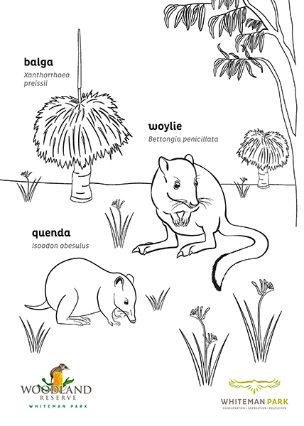 Woodland Reserve colouring - Whiteman Park-THUMB