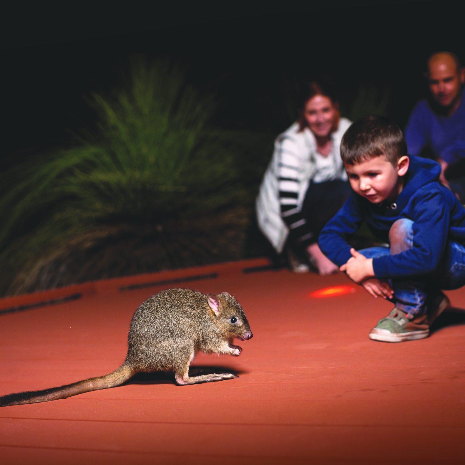 Guided tour - Nocturnal Woylie Walk - family looking at woylie
