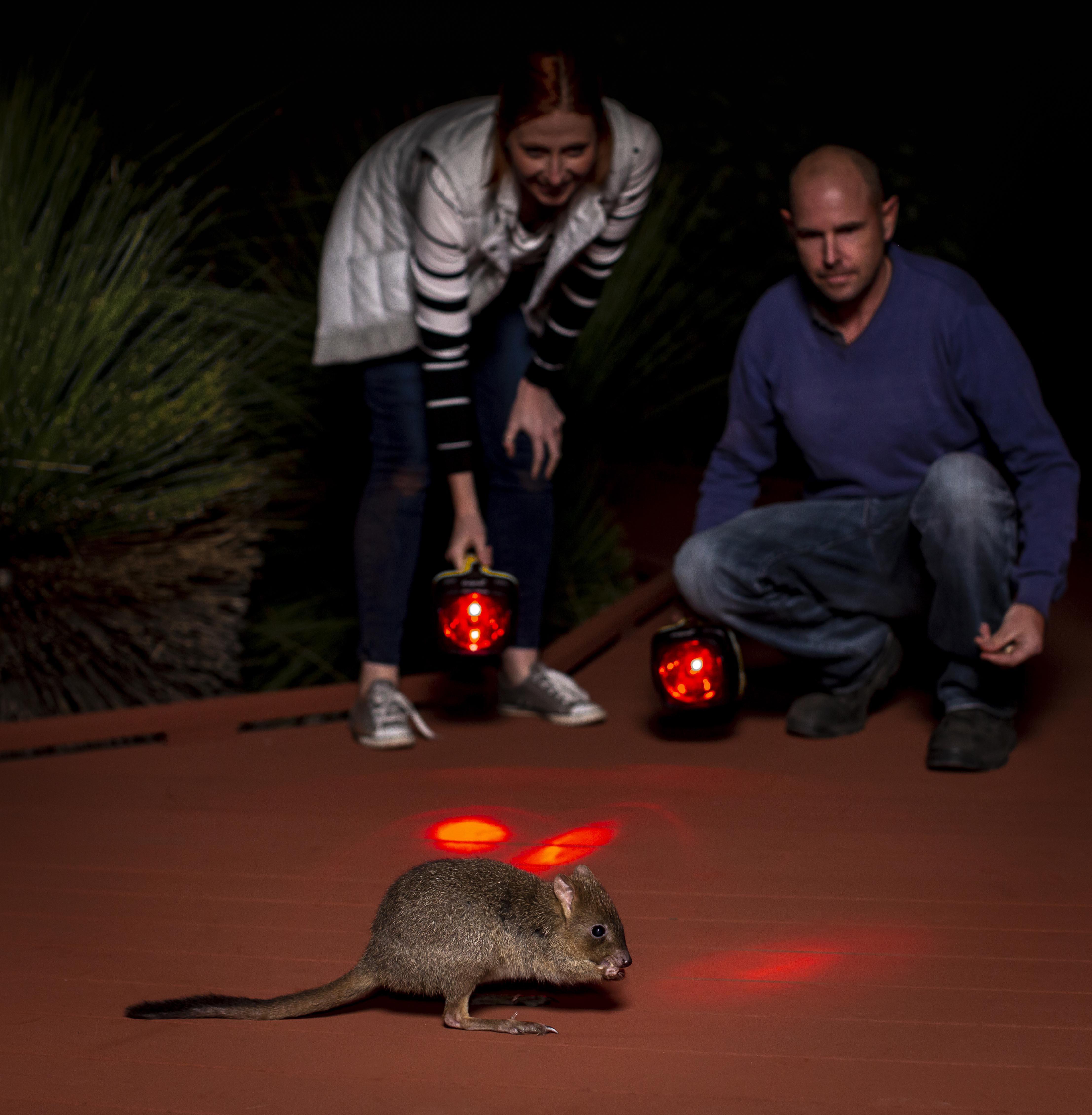 WHPA042 Night Trail 8569 1 MB