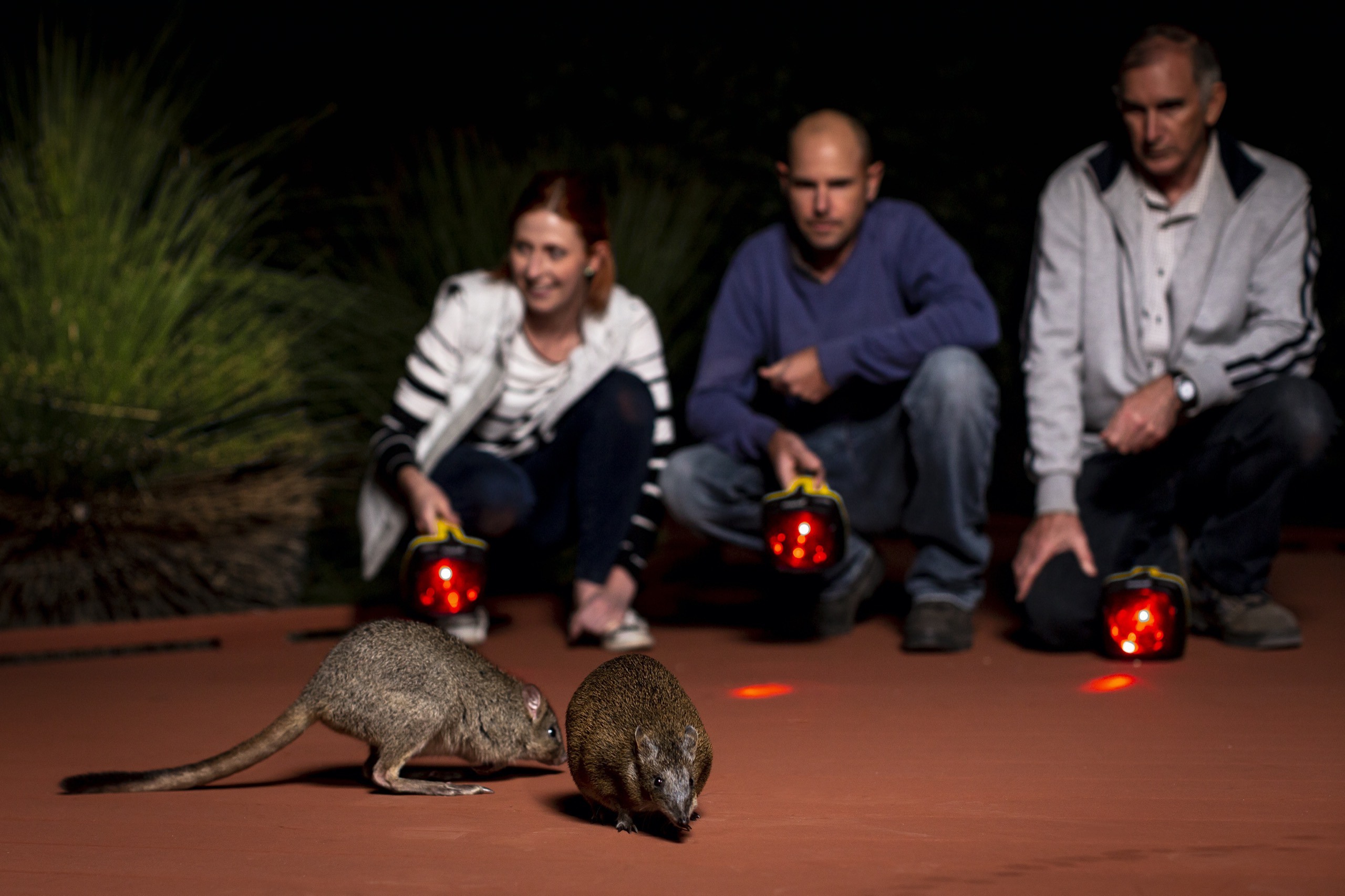 Woodland Reserve - Nocturnal Woylie Walk - group with torches